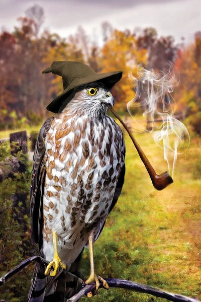 Karen Burke: Wizard Hawk by Karen Burke
