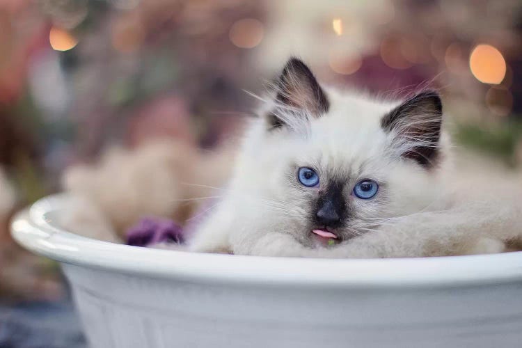 Bowl Of Kitten by Karen Burke wall art