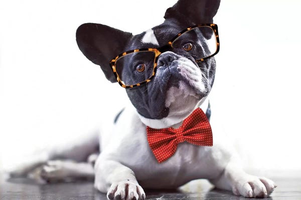Dog Photography: Charlie Bow Tie by Karen Burke