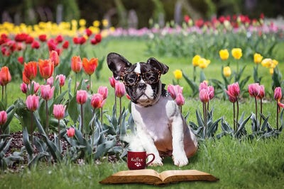 Charlie Coffee And A Book by Karen Burke art print