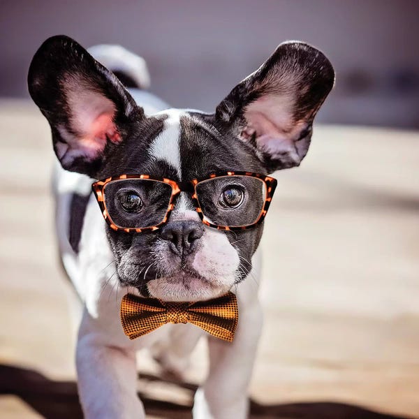 Dog Photography: Charlie First Grade by Karen Burke