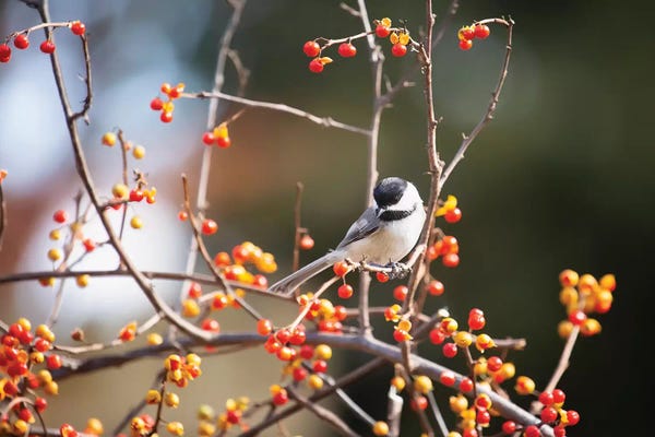 Karen Burke: Chickadee Bittersweet by Karen Burke
