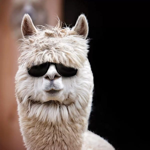 Karen Burke: Alpaca In Shades by Karen Burke