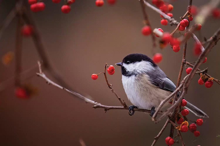 Chickadee Red Berries