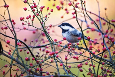 Chickadee Vivid Red Berries by Karen Burke framed canvas print