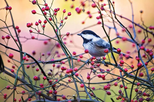 Karen Burke: Chickadee Vivid Red Berries by Karen Burke