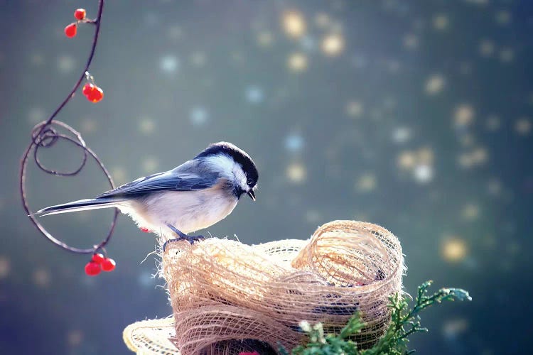 Chickadee Winter Bliss by Karen Burke wall art