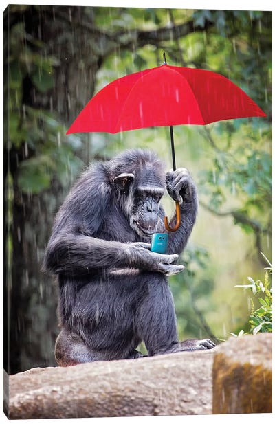 Chimp Staying Connected Canvas Art Print - Chimpanzee Art