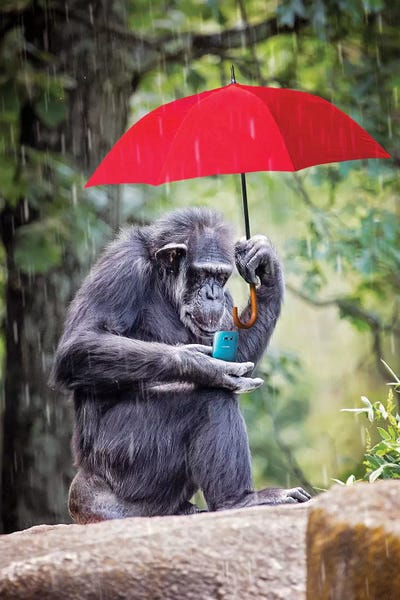 Karen Burke: Chimp Staying Connected by Karen Burke