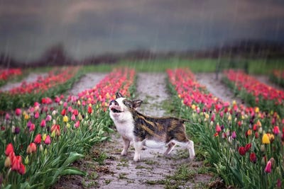 Chip Pure Joy by Karen Burke framed canvas print