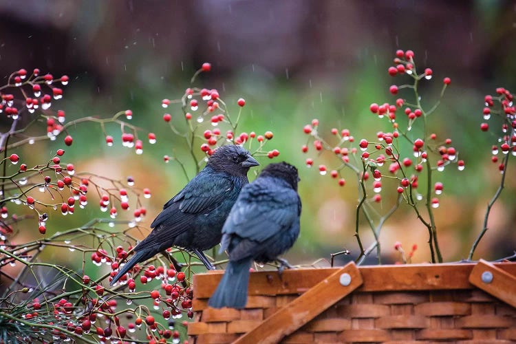 Cow Birds In The Rain