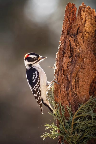 Downey Woodpecker by Karen Burke framed canvas print