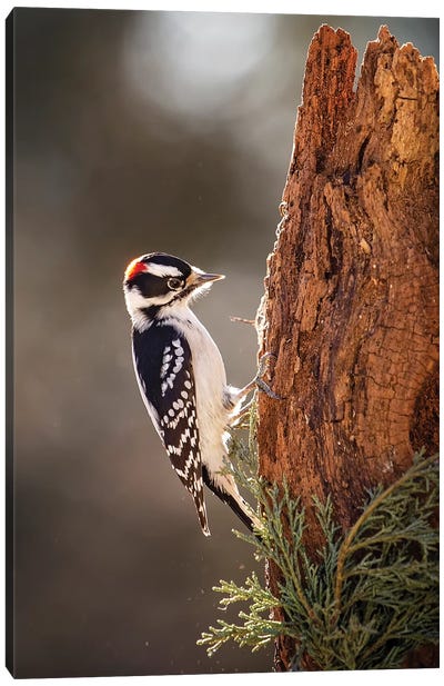 Downey Woodpecker Canvas Art Print - Karen Burke