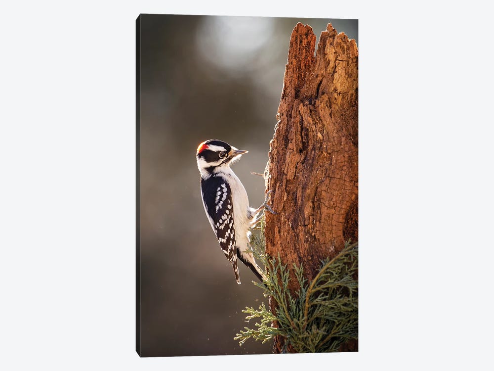 Downey Woodpecker by Karen Burke 1-piece Canvas Art