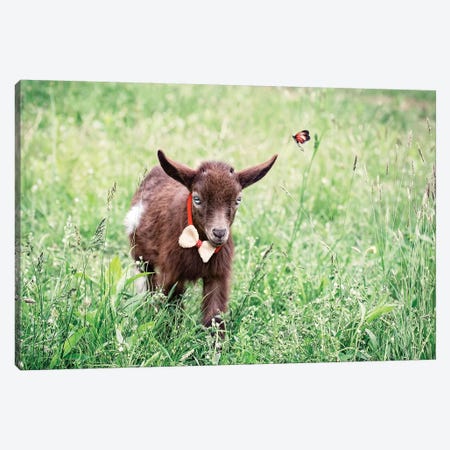 Dwarf Goat Bow Tie Canvas Print #KBU28} by Karen Burke Canvas Artwork
