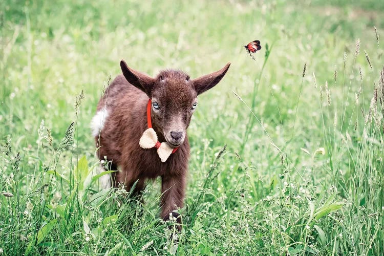 Dwarf Goat Bow Tie