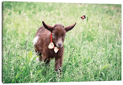 Dwarf Goat Bow Tie Canvas Art Print - Goat Art
