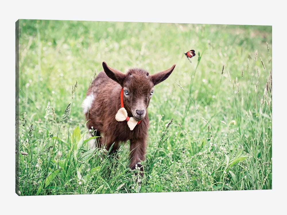 Dwarf Goat Bow Tie by Karen Burke 1-piece Art Print