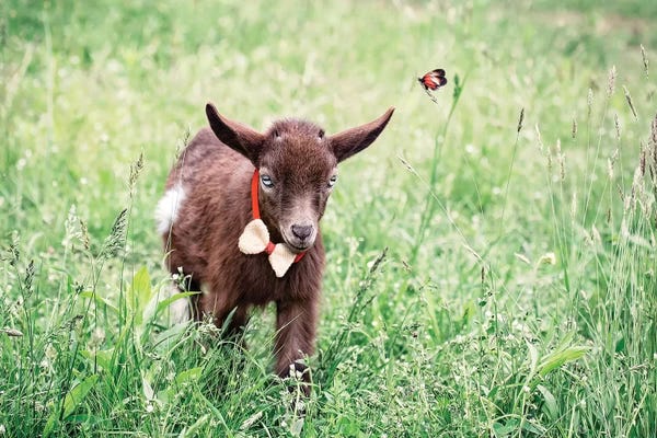 Karen Burke: Dwarf Goat Bow Tie by Karen Burke