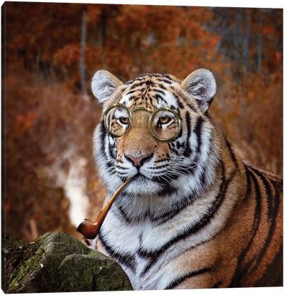 Gentleman Tiger Canvas Art Print - Karen Burke