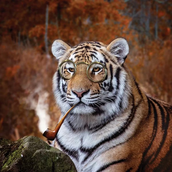 Karen Burke: Gentleman Tiger by Karen Burke