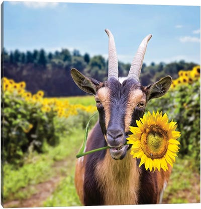 Goat In Sunflowers Canvas Art Print - Karen Burke