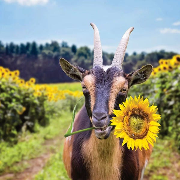 Karen Burke: Goat In Sunflowers by Karen Burke