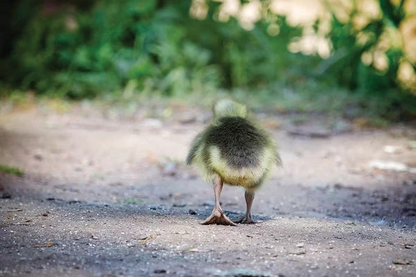 Photogenic Animals: Gosling Butt by Karen Burke