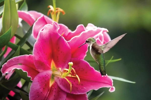 Karen Burke: Hummer And Lily by Karen Burke