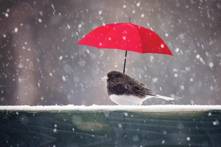 Junco And Red Umbrella