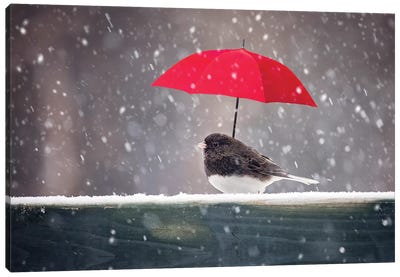 Junco And Red Umbrella Canvas Art Print - Karen Burke