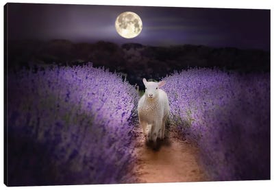 Little Lamb Moonlight Canvas Art Print - Sheep Art