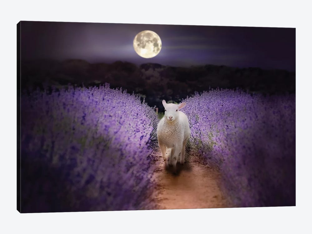 Little Lamb Moonlight by Karen Burke 1-piece Canvas Print