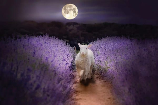 Karen Burke: Little Lamb Moonlight by Karen Burke