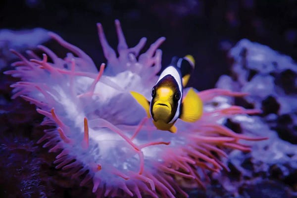 Madagascar: Madagascar Anemone by Karen Burke
