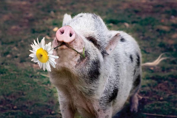 Pigs: Miss Daisy by Karen Burke