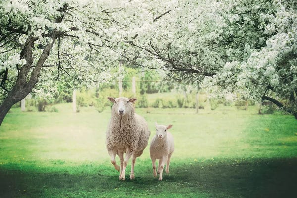 Sheep: Mommy And Me Cherry Blossom by Karen Burke