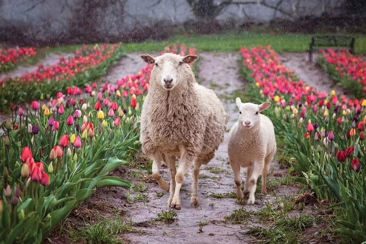 Mommy And Me Tulips