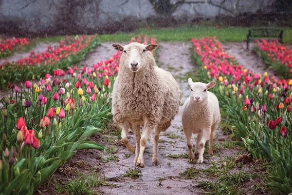 Sheep: Mommy And Me Tulips by Karen Burke