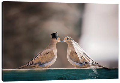 Mourning Dove Wedding Canvas Art Print - Dove & Pigeon Art
