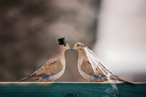 Karen Burke: Mourning Dove Wedding by Karen Burke