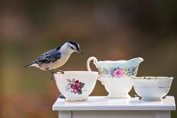 Karen Burke: Nuthatch And Tea Set by Karen Burke