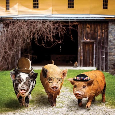 Pig Gang by Karen Burke canvas print