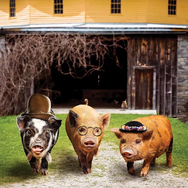 Karen Burke: Pig Gang by Karen Burke