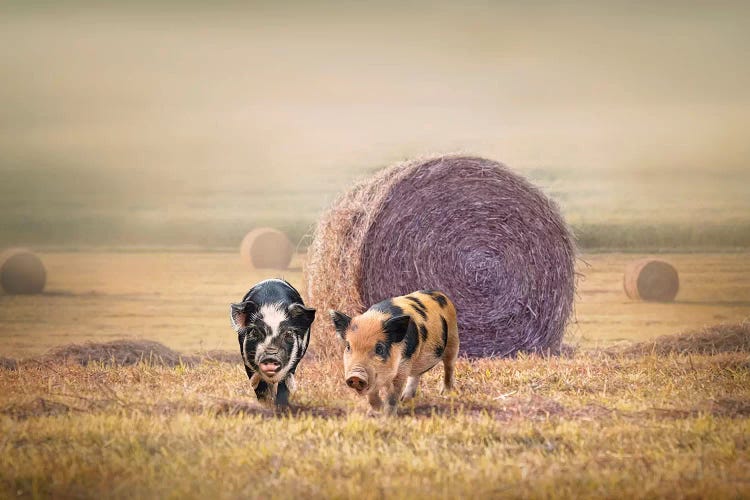 Piglets In Moring Fog