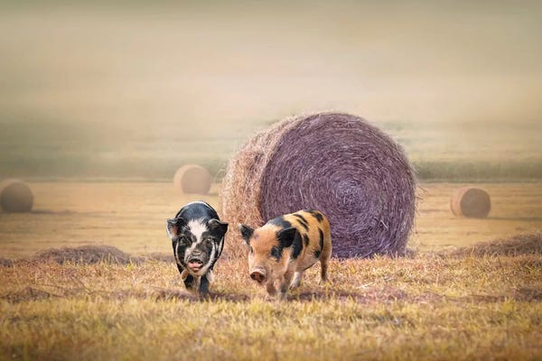Karen Burke: Piglets In Moring Fog by Karen Burke