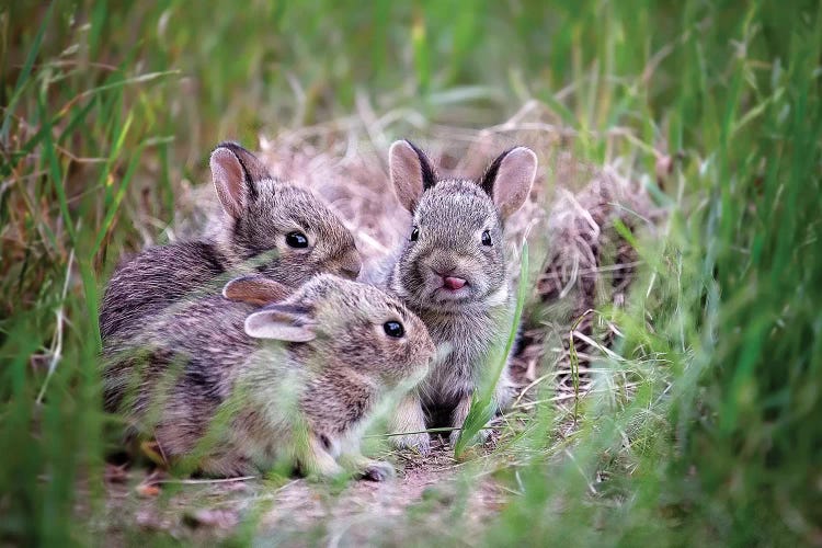 Baby Bunnies by Karen Burke wall art