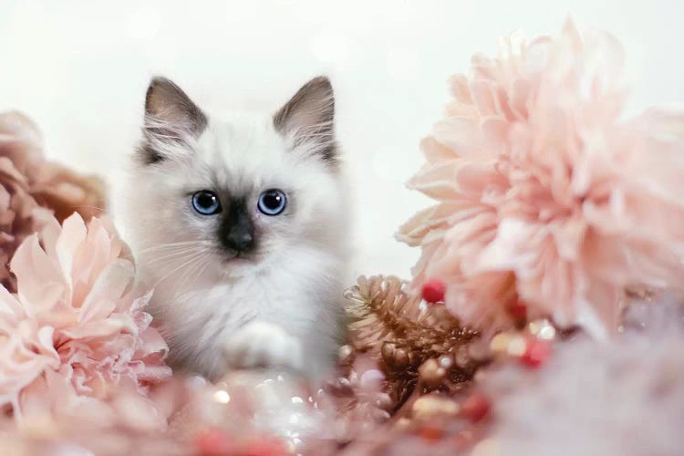 Pretty In Pink Kitten by Karen Burke wall art