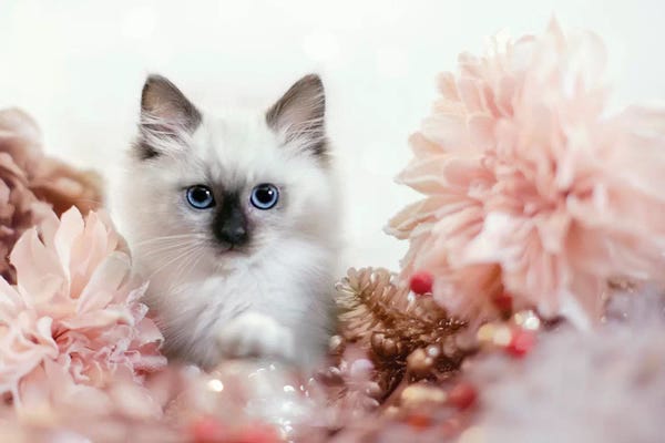 Karen Burke: Pretty In Pink Kitten by Karen Burke