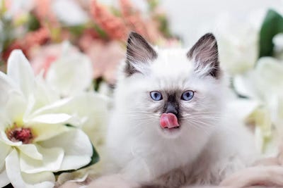 Ragdoll Kitten Sweet by Karen Burke metal wall art